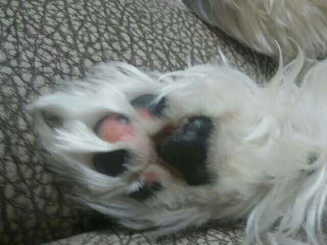 (평택)충북면 후사리에서 애완견을 잃어버렸어요 - 강아지 찾아요 - 유기견 보호 센터 - 이미지 2