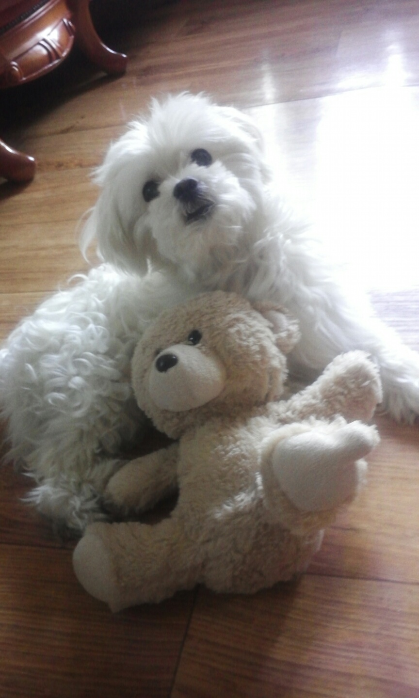 유기견보호센터 강아지보호소 고양이보호소 - 펫찾기 20번째 사진