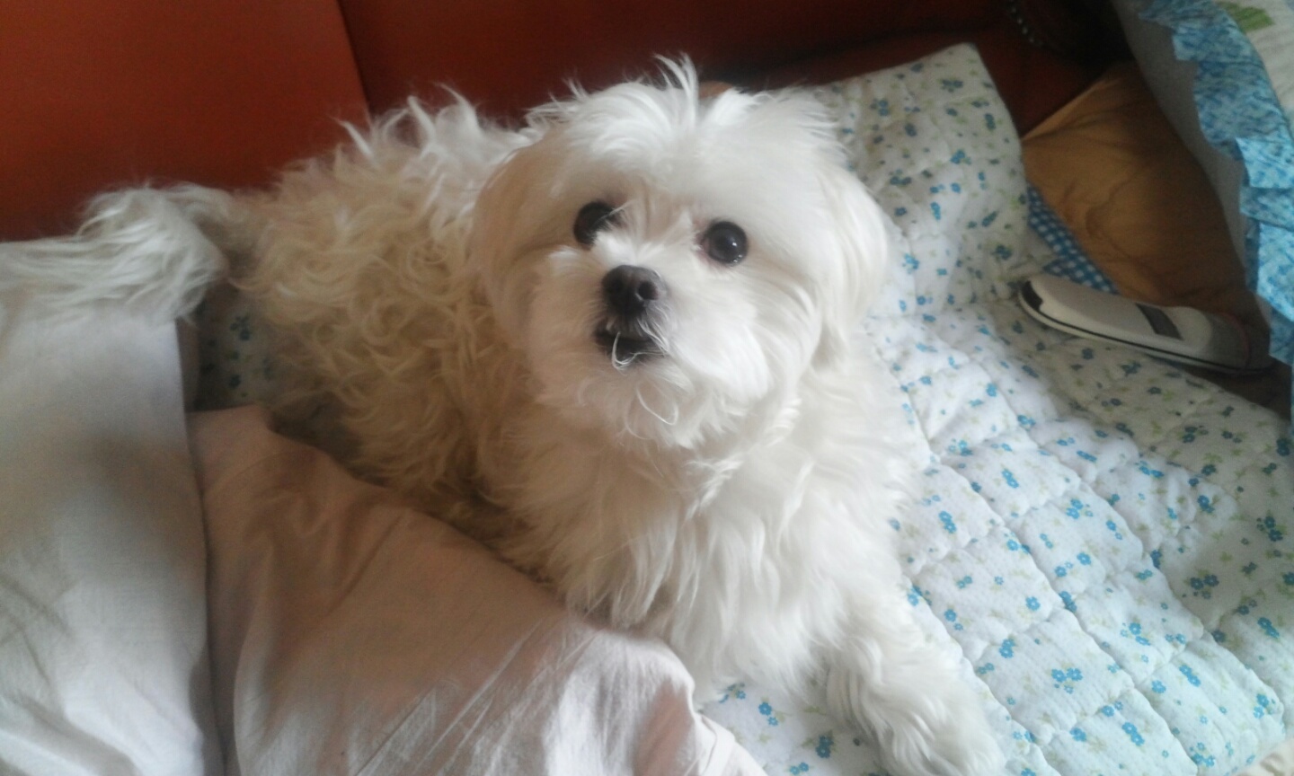 유기견보호센터 강아지보호소 고양이보호소 - 펫찾기 19번째 사진