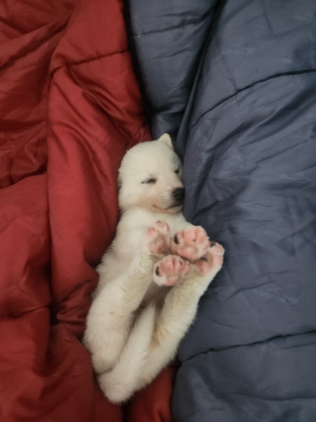 유기견보호센터 강아지보호소 고양이보호소 - 펫찾기 3번째 사진