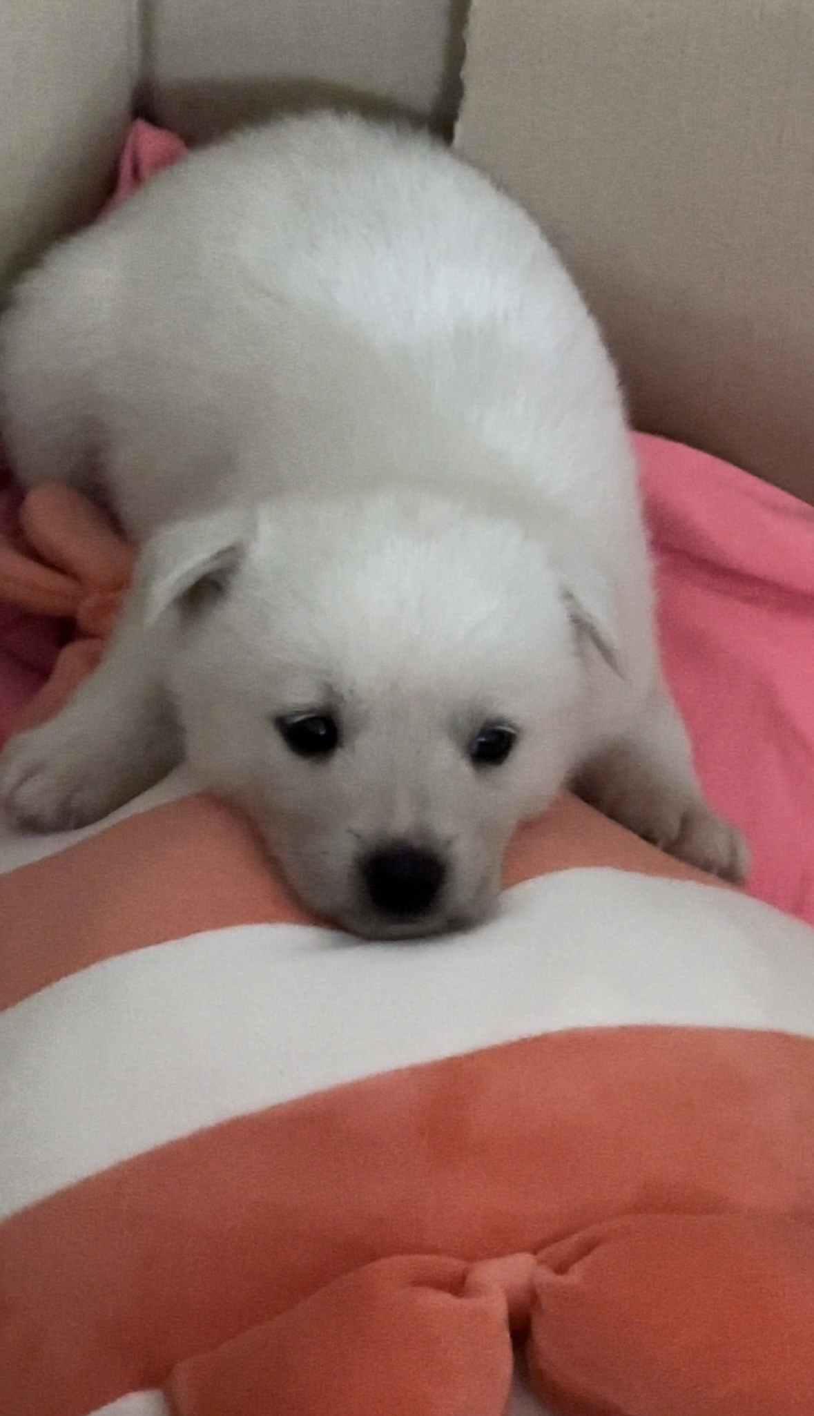 유기견보호센터 강아지보호소 고양이보호소 - 펫찾기 6번째 사진