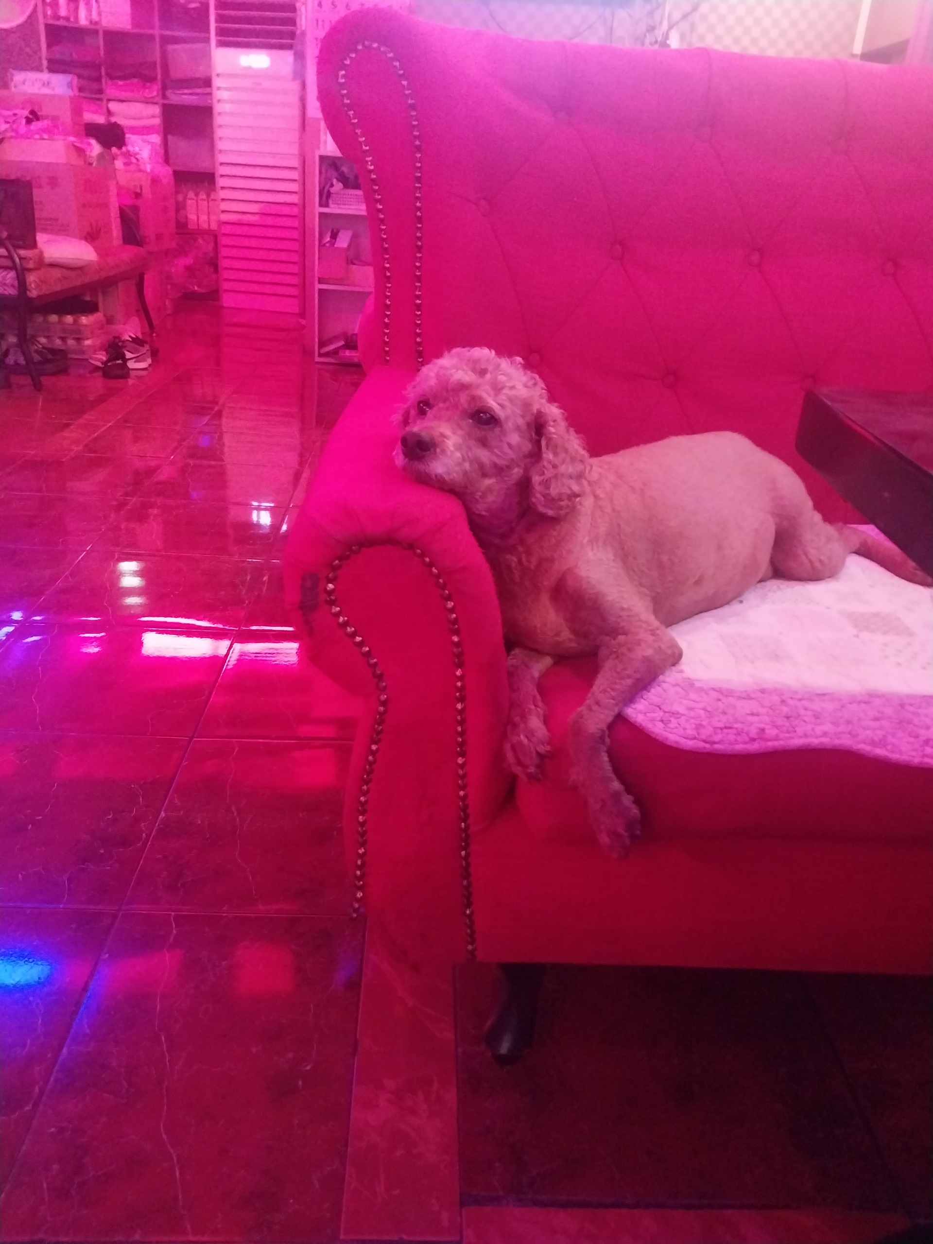 유기견보호센터 강아지보호소 고양이보호소 - 펫찾기 28번째 사진