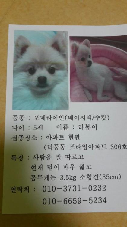 라봉이를 찾습니다 ㅠㅠ