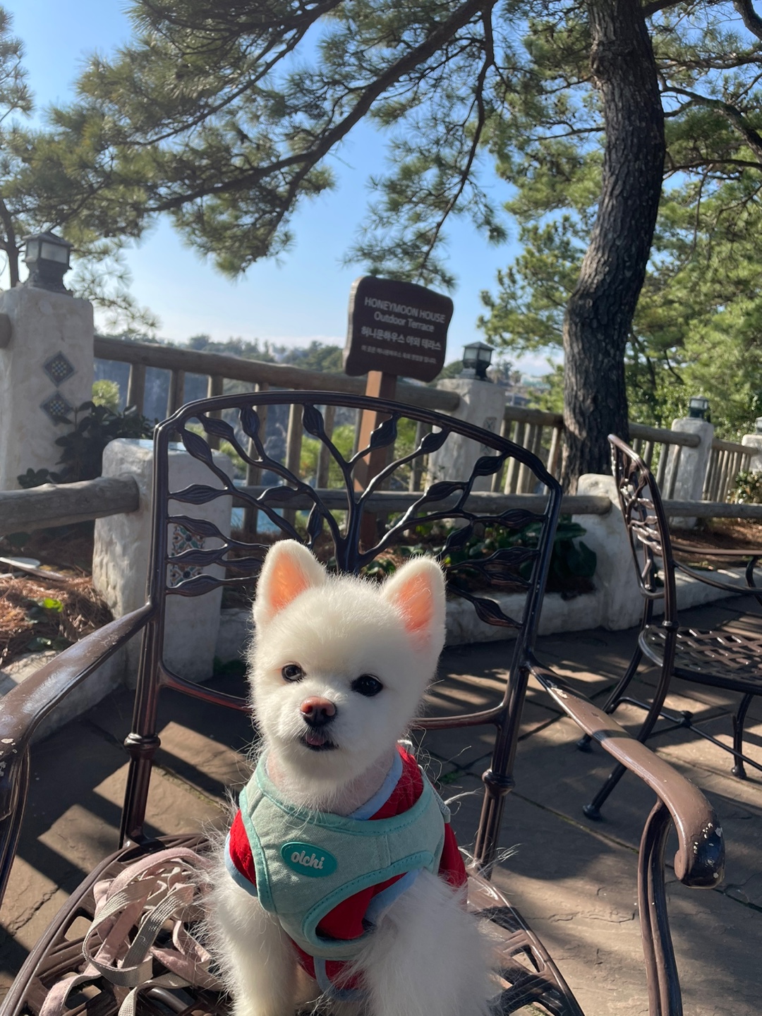 유기견보호센터 강아지보호소 고양이보호소 - 펫찾기 15번째 사진