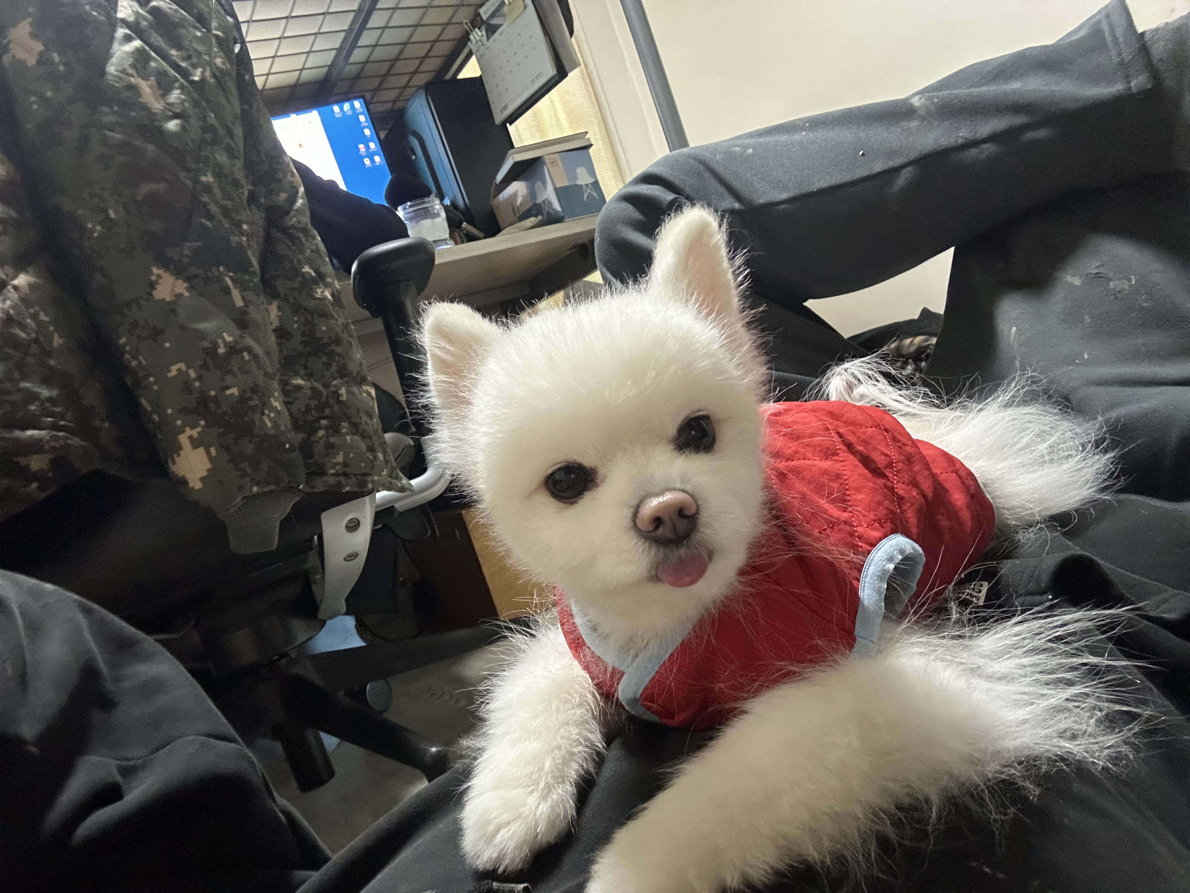 유기견보호센터 강아지보호소 고양이보호소 - 펫찾기 17번째 사진