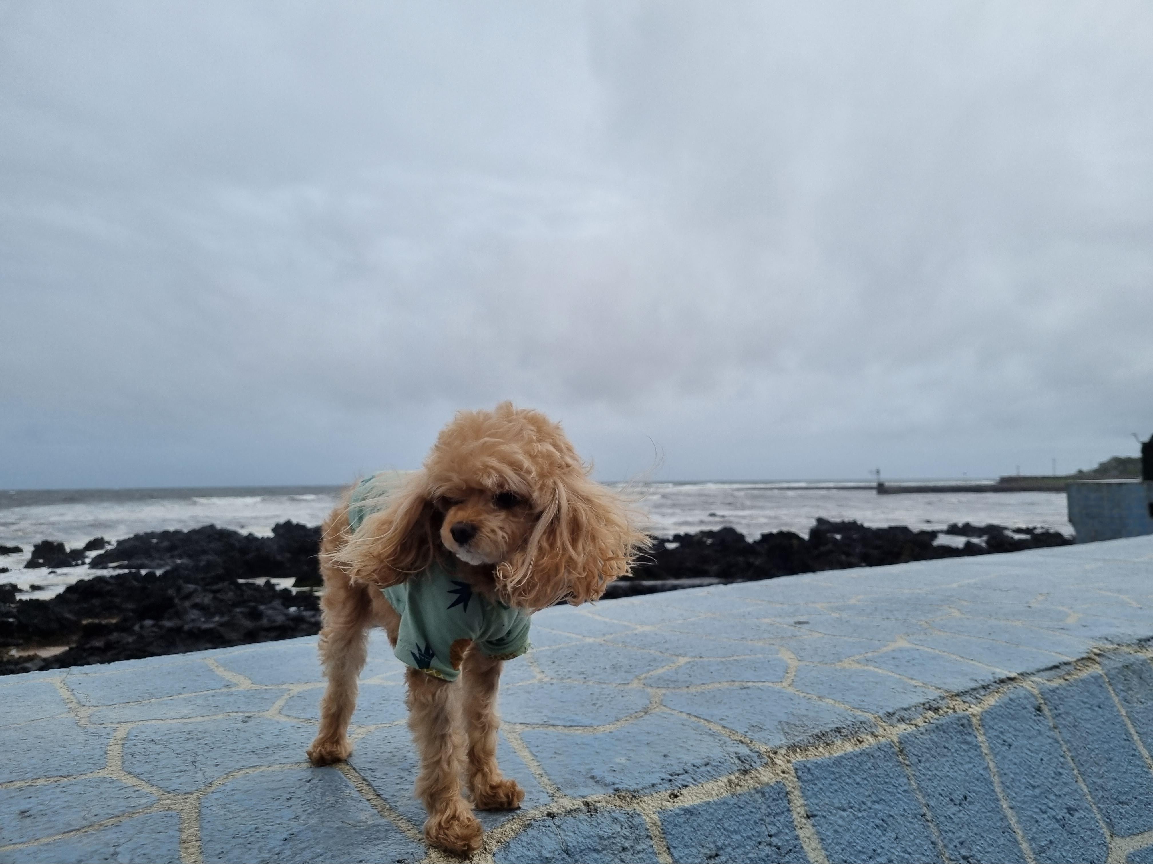 서귀포 동홍동 말티푸 찾습니다. - 강아지 찾아요 - 유기견 보호 센터 - 이미지 2