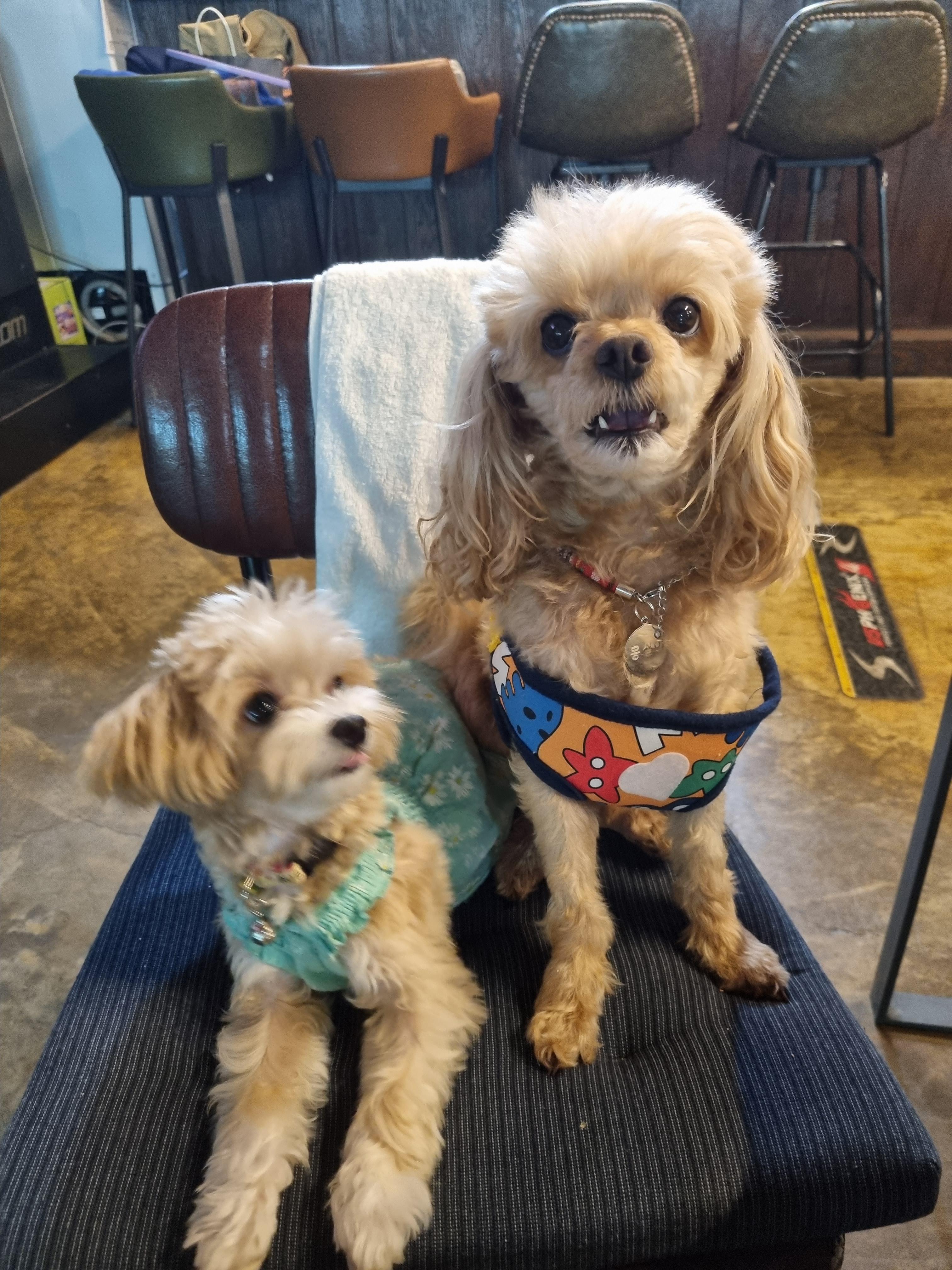 서귀포 동홍동 말티푸 찾습니다. - 강아지 찾아요 - 유기견 보호 센터 - 이미지 1