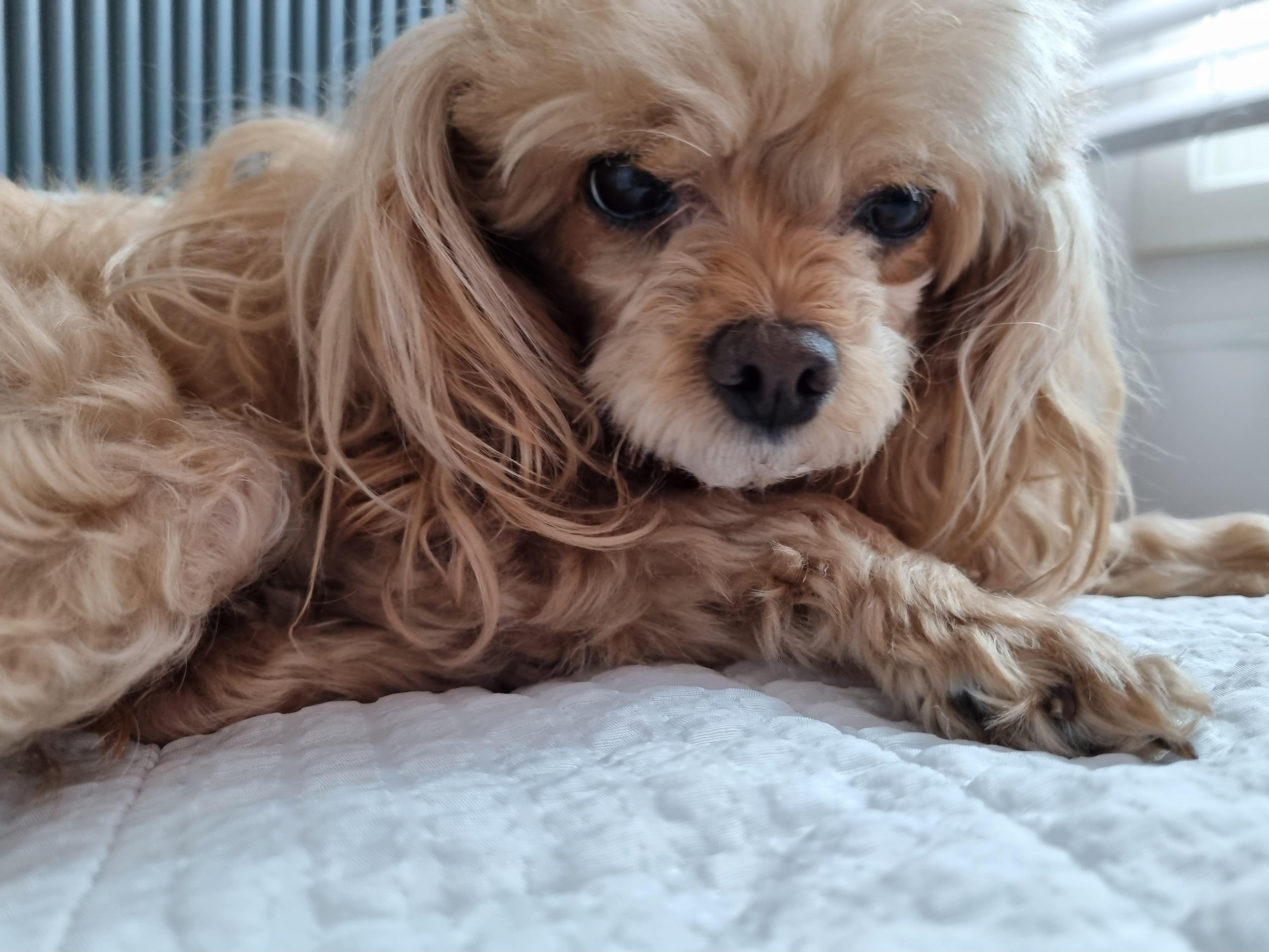 서귀포 동홍동 말티푸 찾습니다. - 강아지 찾아요 - 유기견 보호 센터 - 이미지 3