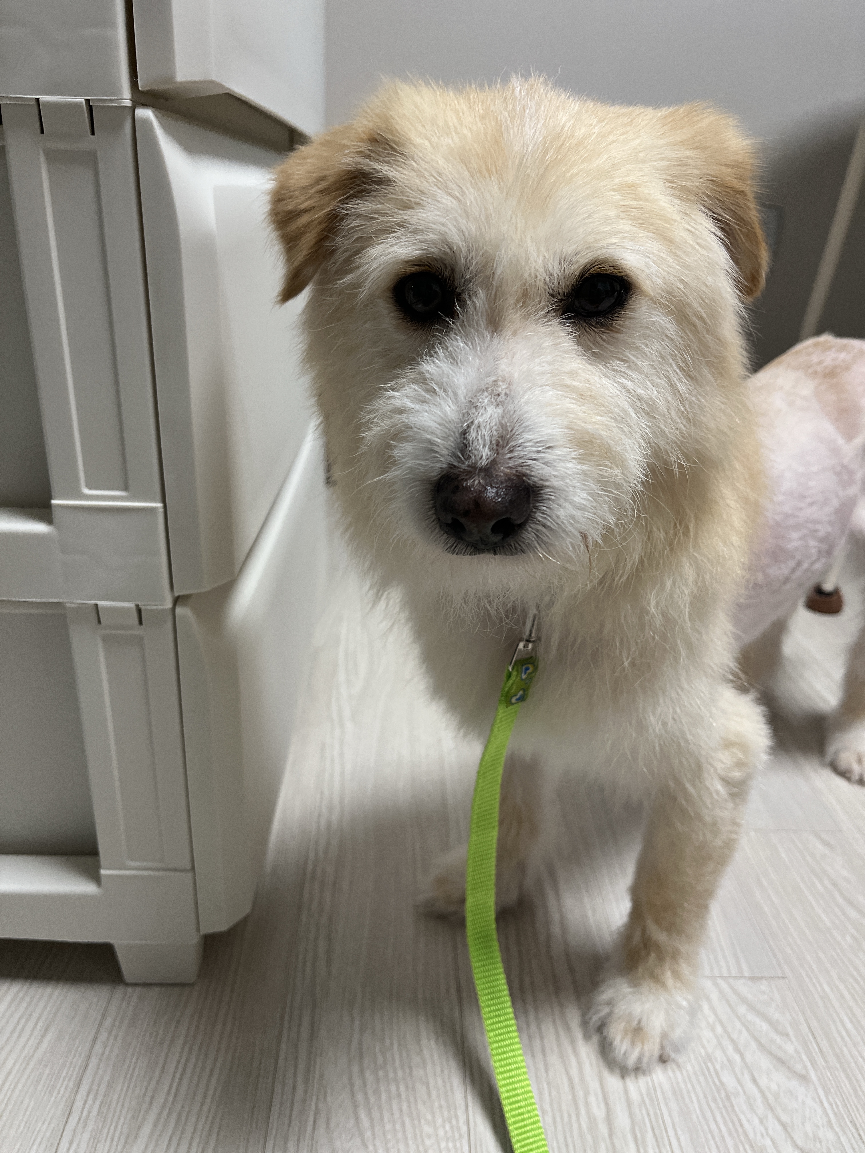 유기견보호센터 강아지보호소 고양이보호소 - 펫찾기 2번째 사진