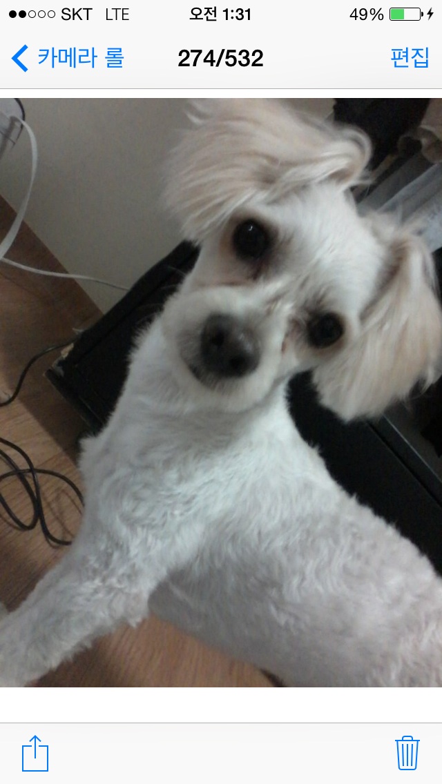 화성 마도삼거리 흰색수컷 찾아요 - 강아지 찾아요 - 유기견 보호 센터 - 이미지 2