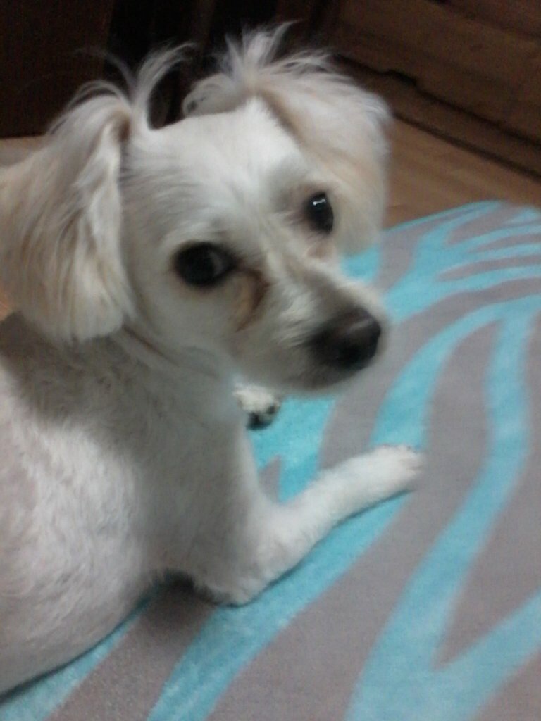 화성 마도삼거리 흰색수컷 찾아요 - 강아지 찾아요 - 유기견 보호 센터 - 이미지 4