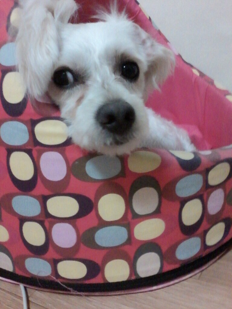 화성 마도삼거리 흰색수컷 찾아요 - 강아지 찾아요 - 유기견 보호 센터 - 이미지 3