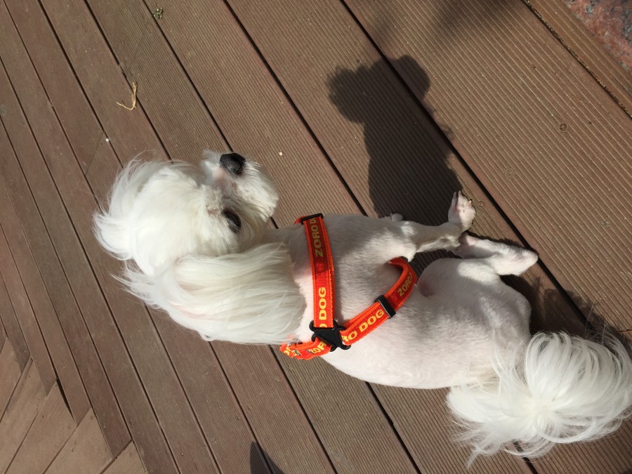 유기견보호센터 강아지보호소 고양이보호소 - 펫찾기 10번째 사진