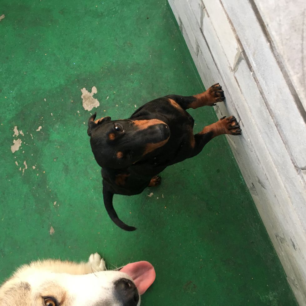 닥스훈트 깡이를 찾아주세요ㅠㅠ 2번째 사진