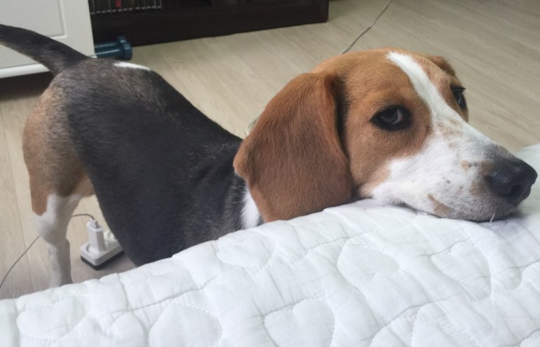 탱이(비글)를 찾습니다 2번째 사진