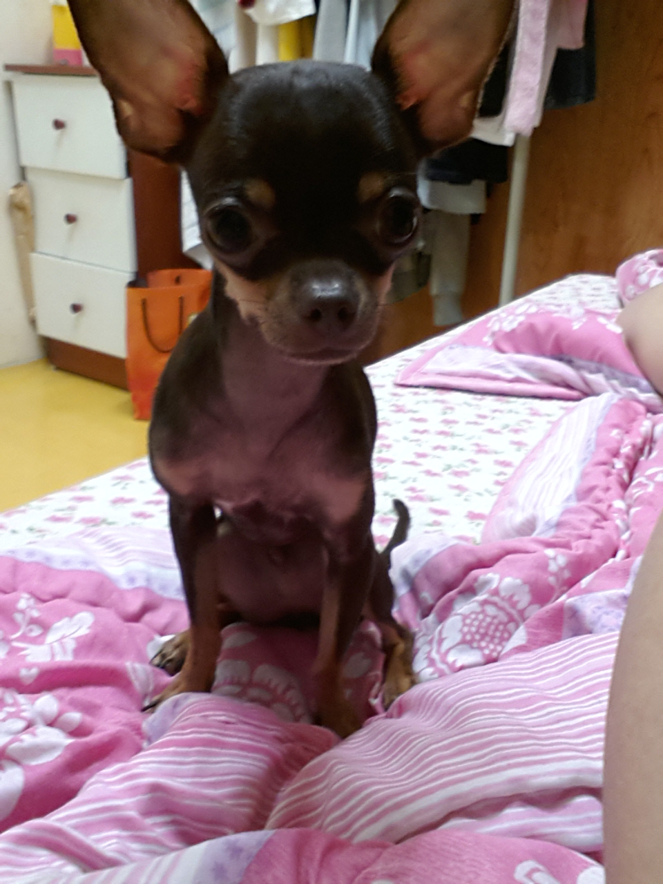 콩이가없어졌어요(성북구 장위1동 ) - 강아지 찾아요 - 유기견 보호 센터 - 이미지 2