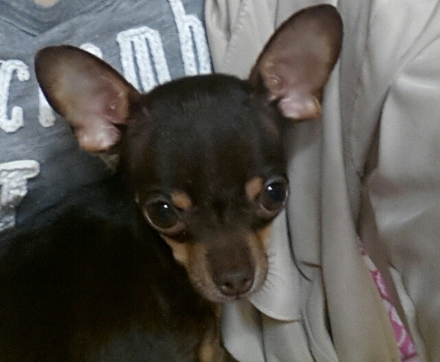 콩이가없어졌어요(성북구 장위1동 ) - 강아지 찾아요 - 유기견 보호 센터 - 이미지 1