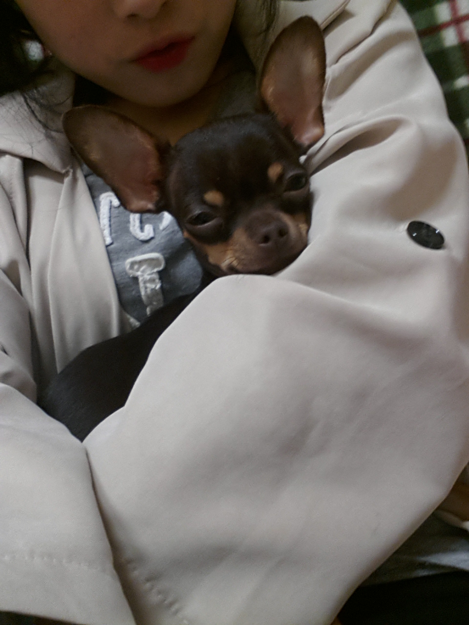 콩이가없어졌어요(성북구 장위1동 ) - 강아지 찾아요 - 유기견 보호 센터 - 이미지 4