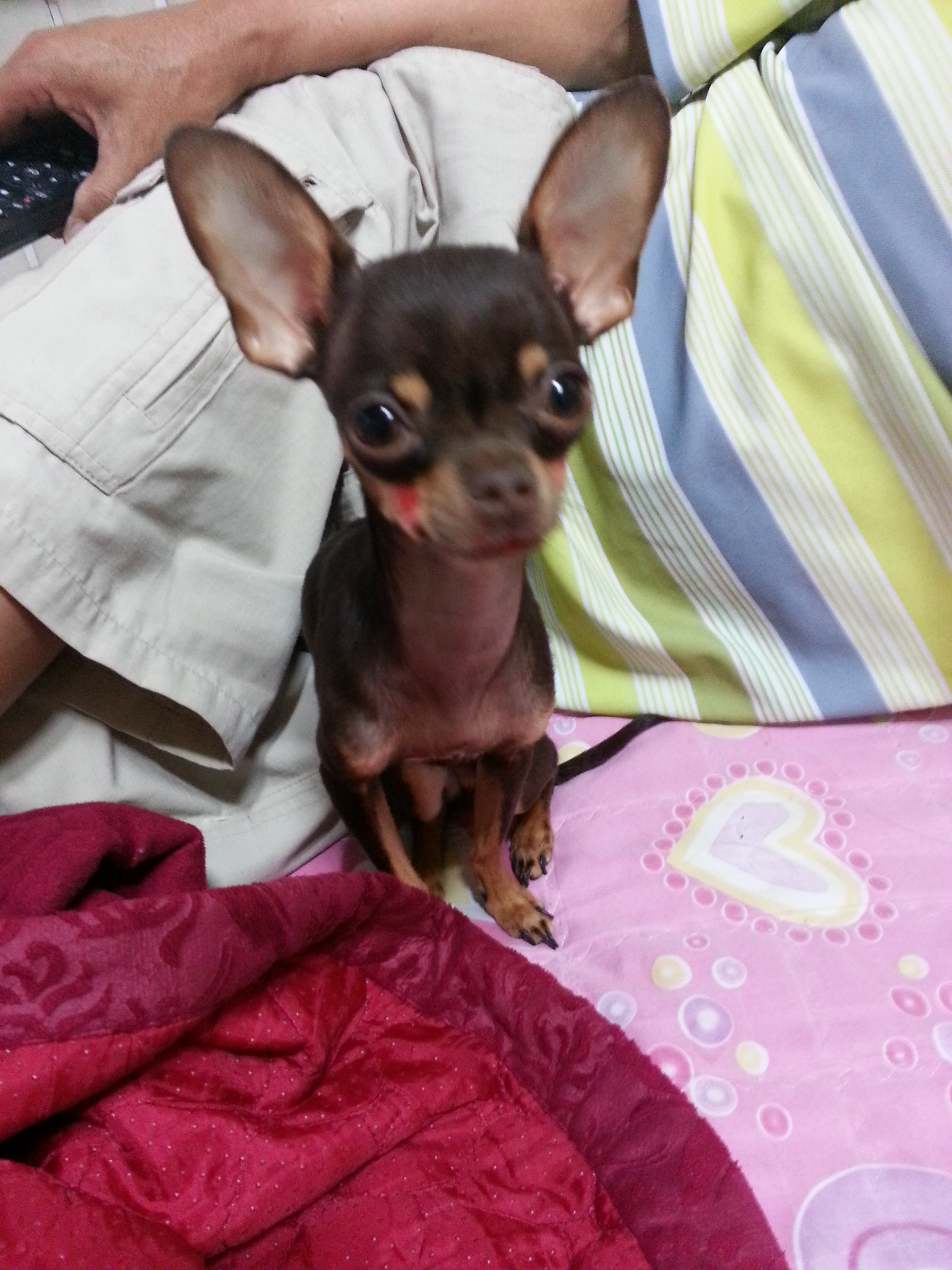 콩이가없어졌어요(성북구 장위1동 ) - 강아지 찾아요 - 유기견 보호 센터 - 이미지 5