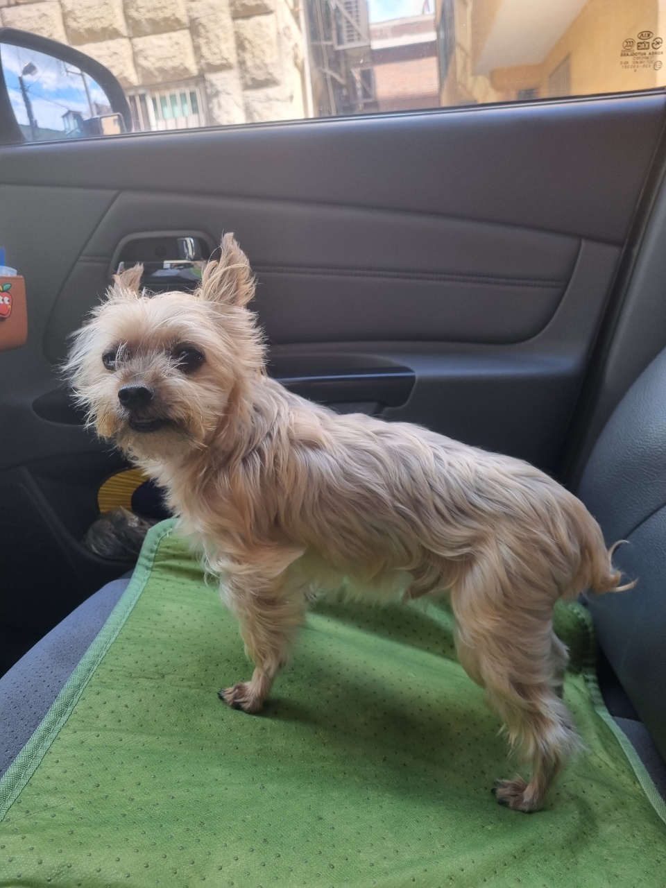 유기견보호센터 강아지보호소 고양이보호소 - 펫찾기 8번째 사진