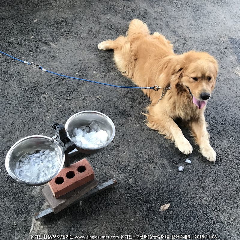 유기견보호센터 강아지보호소 고양이보호소 - 펫찾기 17번째 사진