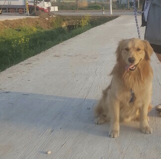 유기견보호센터 강아지보호소 고양이보호소 - 펫찾기 18번째 사진