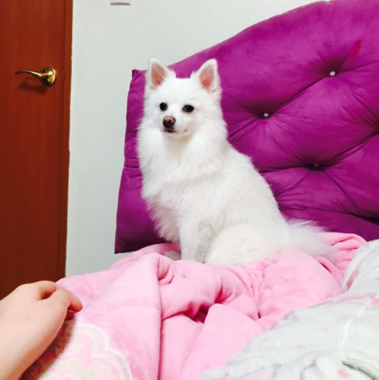 유기견보호센터 강아지보호소 고양이보호소 - 펫찾기 2번째 사진