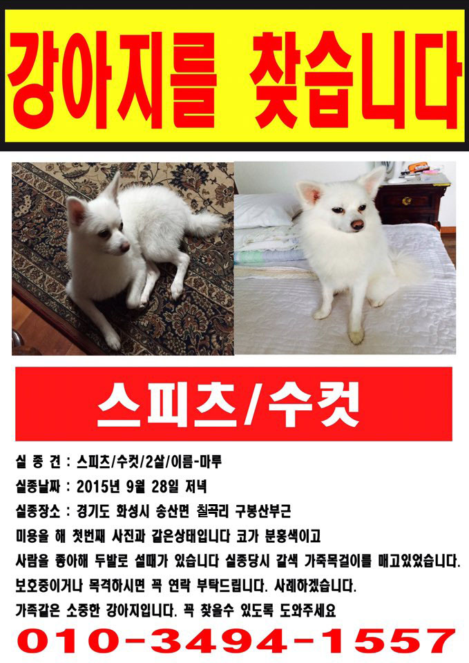 유기견보호센터 강아지보호소 고양이보호소 - 펫찾기