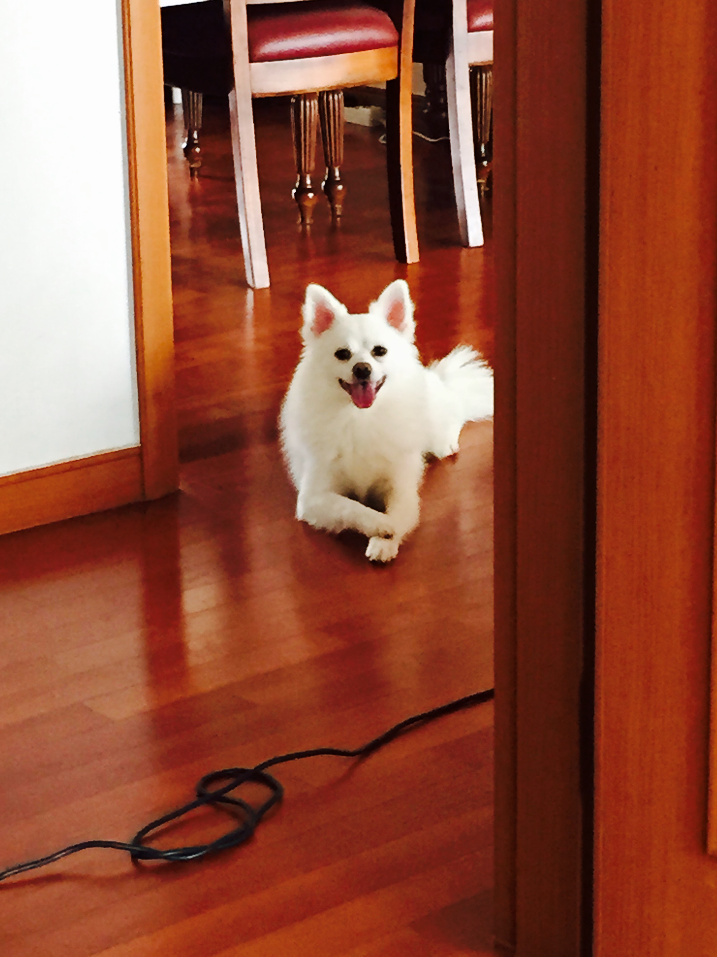 유기견보호센터 강아지보호소 고양이보호소 - 펫찾기 3번째 사진