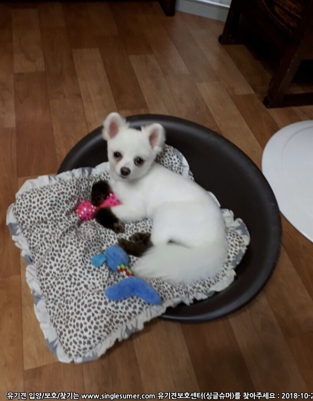 유기견보호센터 강아지보호소 고양이보호소 - 펫찾기 14번째 사진