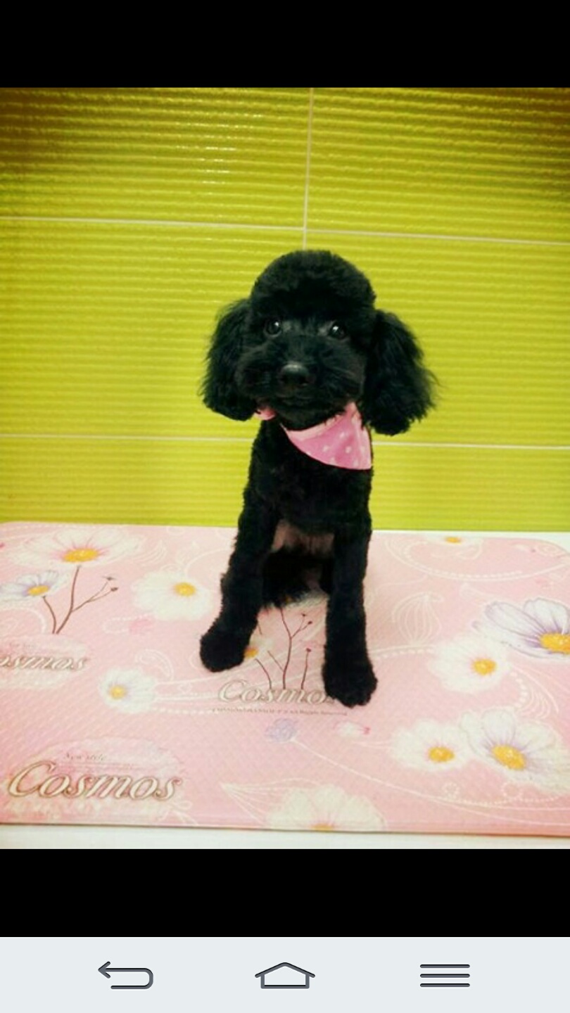 단미안한 검정푸들 여아 오레오를 찾습니다.(용인 신갈) - 강아지 찾아요 - 유기견 보호 센터 - 이미지 2