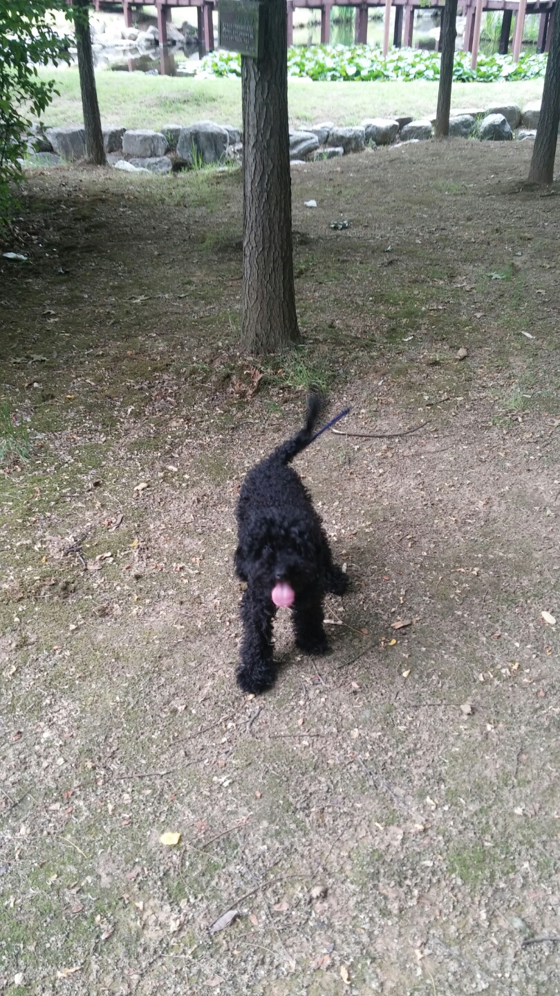 단미안한 검정푸들 여아 오레오를 찾습니다.(용인 신갈) - 강아지 찾아요 - 유기견 보호 센터 - 이미지 1