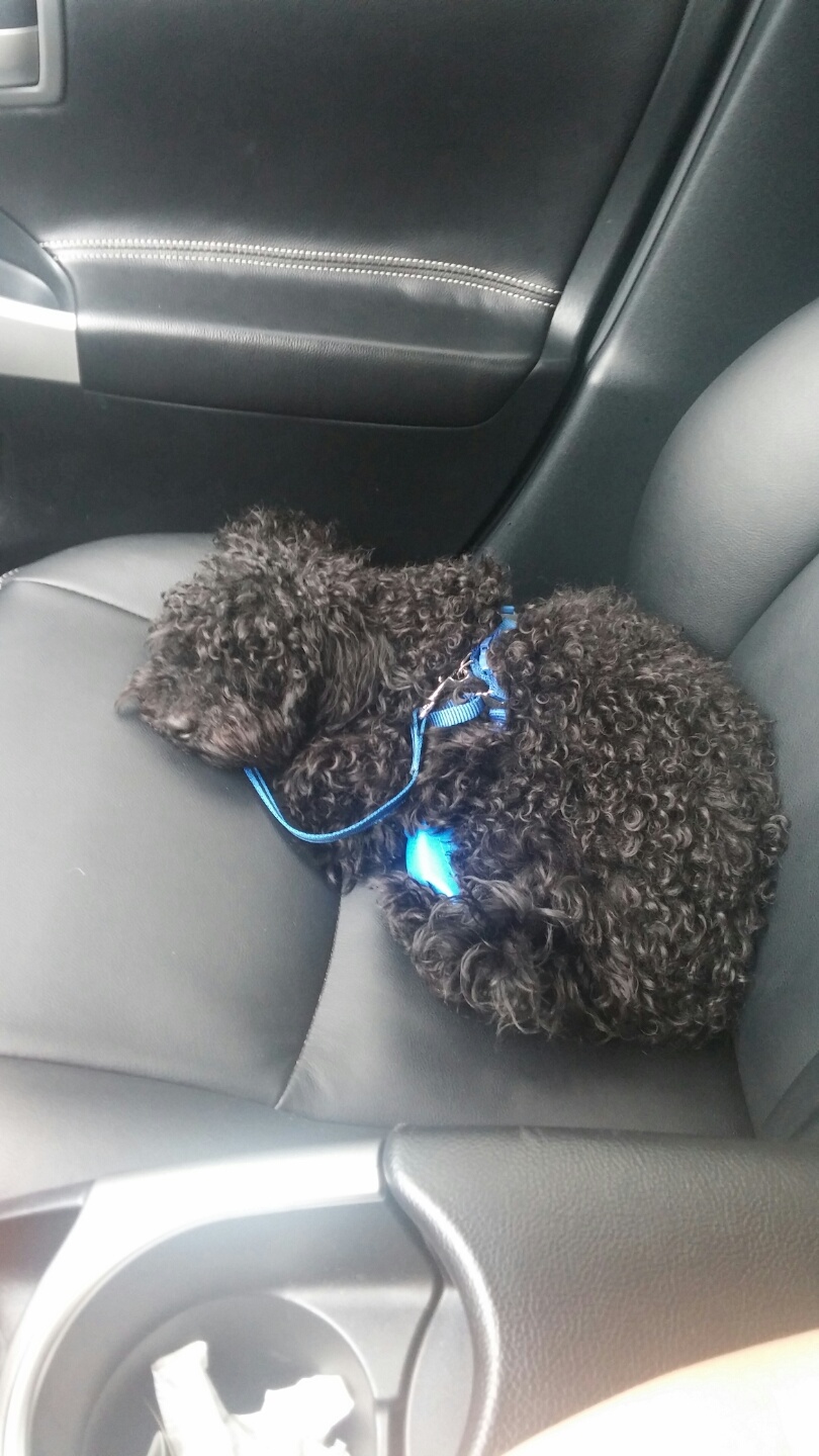 단미안한 검정푸들 여아 오레오를 찾습니다.(용인 신갈) - 강아지 찾아요 - 유기견 보호 센터 - 이미지 3