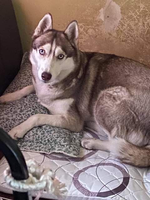 유기견보호센터 강아지보호소 고양이보호소 - 펫찾기