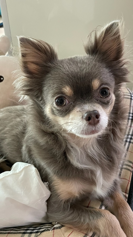 유기견보호센터 강아지보호소 고양이보호소 - 펫찾기 21번째 사진