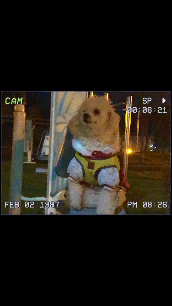 유기견보호센터 강아지보호소 고양이보호소 - 펫찾기 17번째 사진