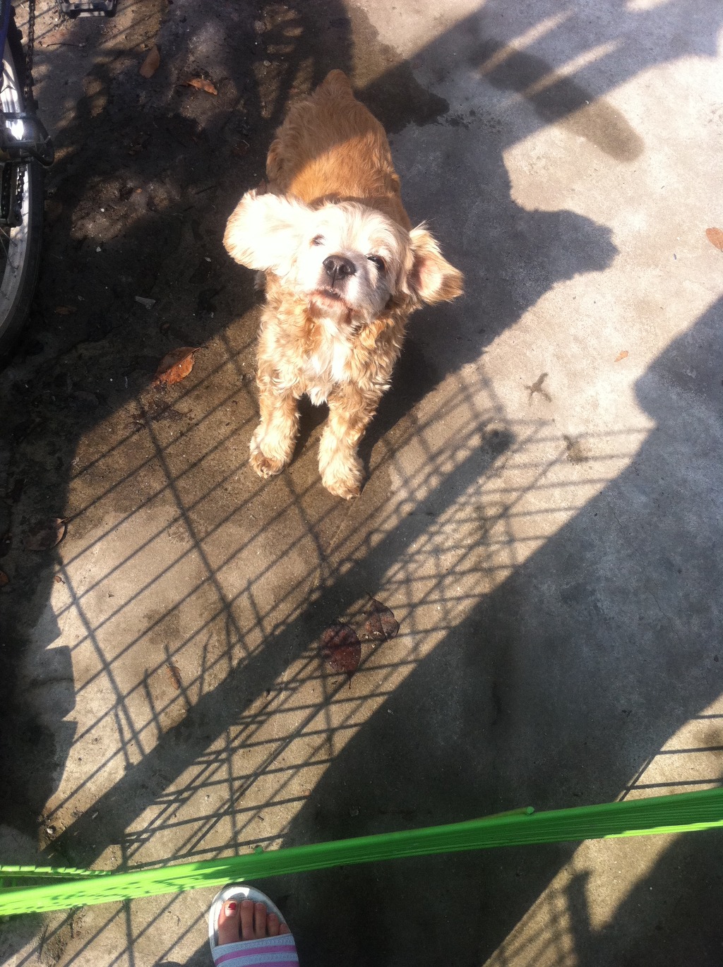 (수원)강아지 찾습니다 - 강아지 찾아요 - 유기견 보호 센터 - 이미지 2