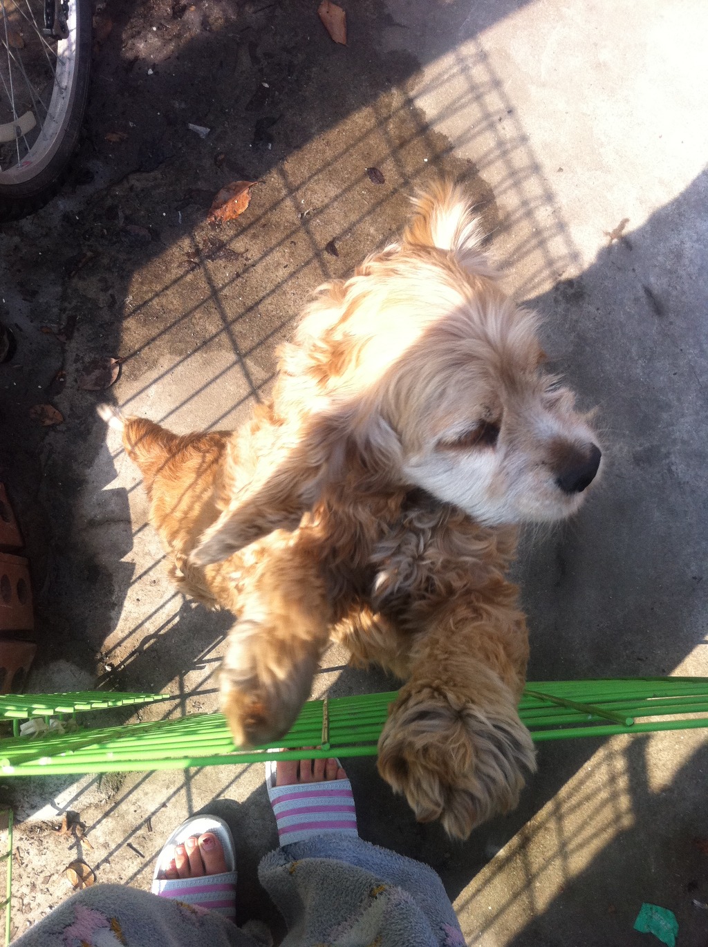 (수원)강아지 찾습니다 - 강아지 찾아요 - 유기견 보호 센터 - 이미지 3