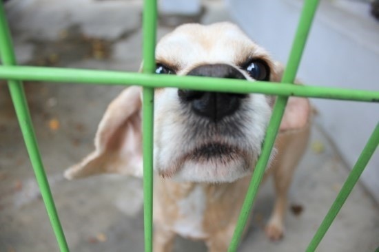 (수원)강아지 찾습니다 - 강아지 찾아요 - 유기견 보호 센터 - 이미지 1