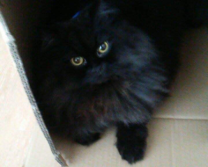 유기견보호센터 강아지보호소 고양이보호소 - 펫찾기 9번째 사진