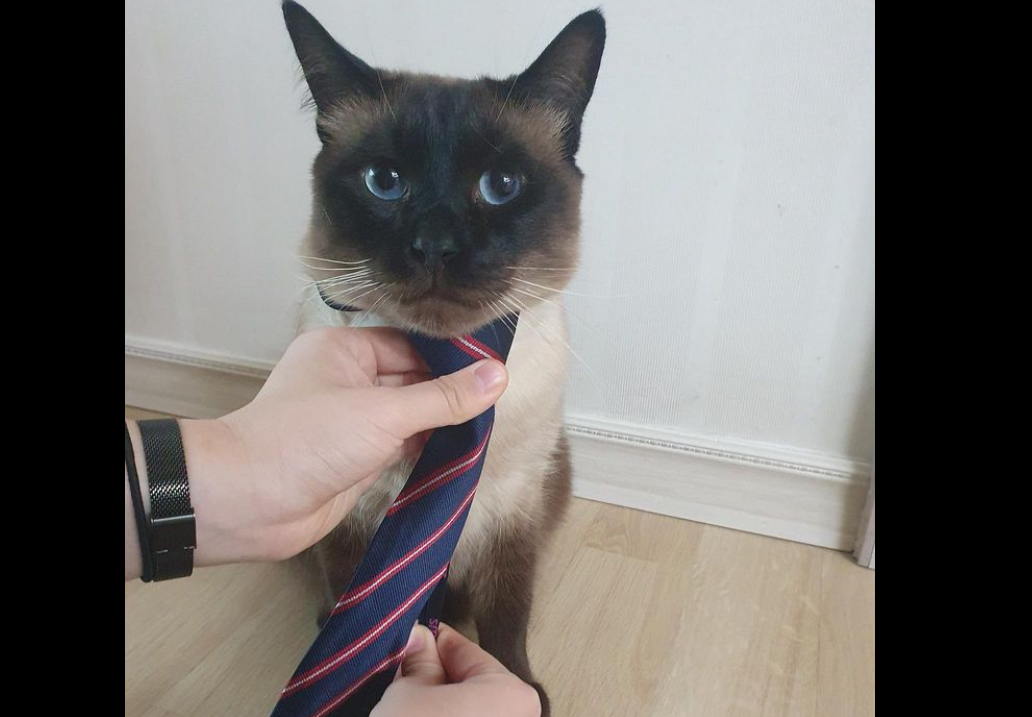 이천시에서 집 나간 우리 고양이 찾아요 사례금 드립니다