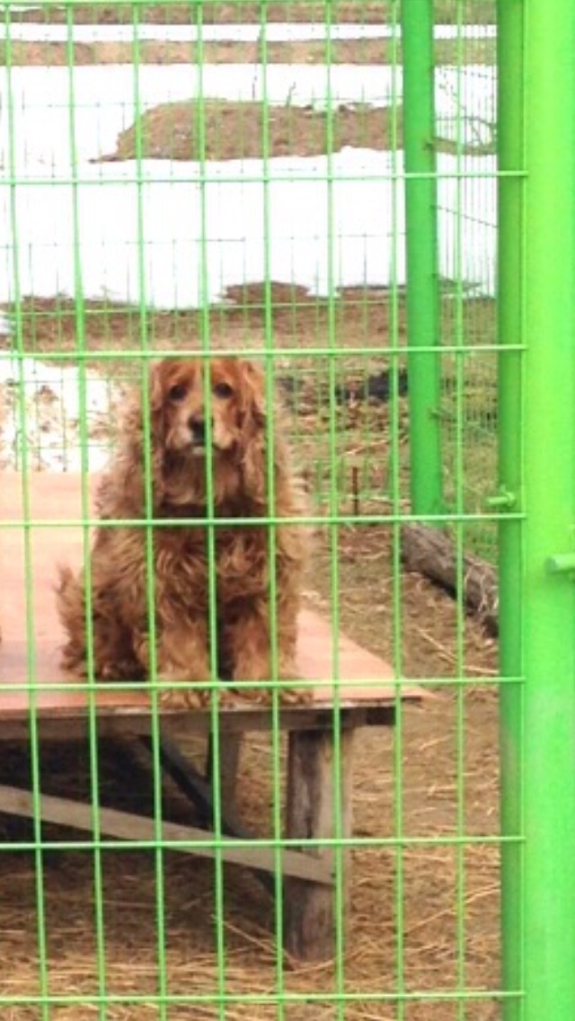 경포쪽 강아지 찾아요 - 강아지 찾아요 - 유기견 보호 센터 - 이미지 1