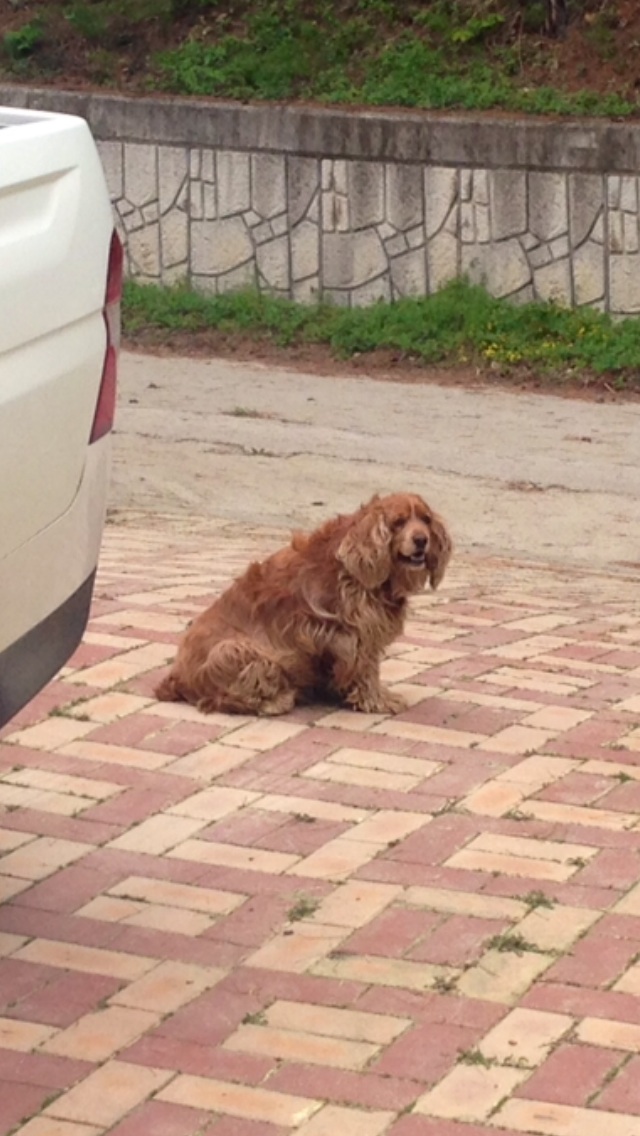 경포쪽 강아지 찾아요 - 강아지 찾아요 - 유기견 보호 센터 - 이미지 2