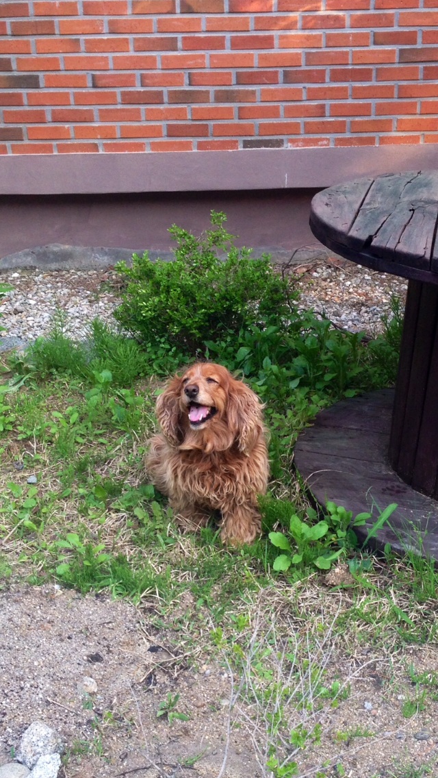경포쪽 강아지 찾아요 - 강아지 찾아요 - 유기견 보호 센터 - 이미지 4