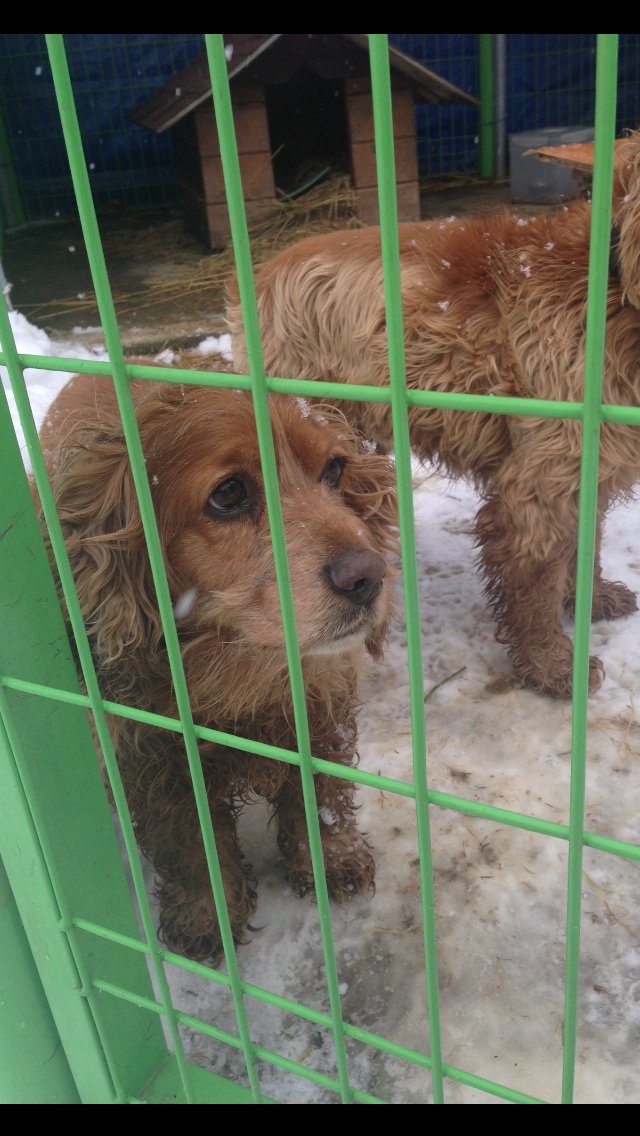 경포쪽 강아지 찾아요 - 강아지 찾아요 - 유기견 보호 센터 - 이미지 3