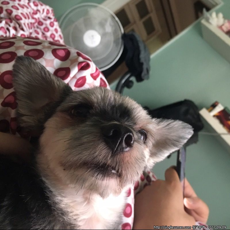 유기견보호센터 강아지보호소 고양이보호소 - 펫찾기 16번째 사진