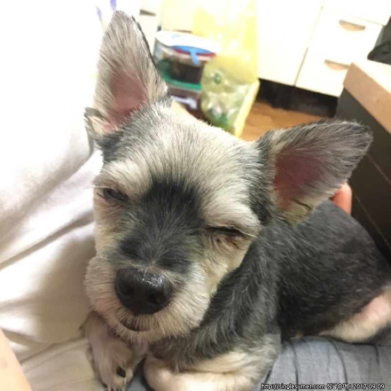 유기견보호센터 강아지보호소 고양이보호소 - 펫찾기 17번째 사진