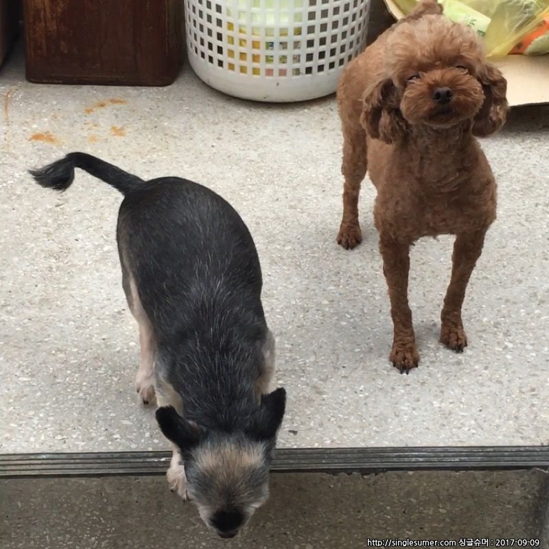 유기견보호센터 강아지보호소 고양이보호소 - 펫찾기 18번째 사진