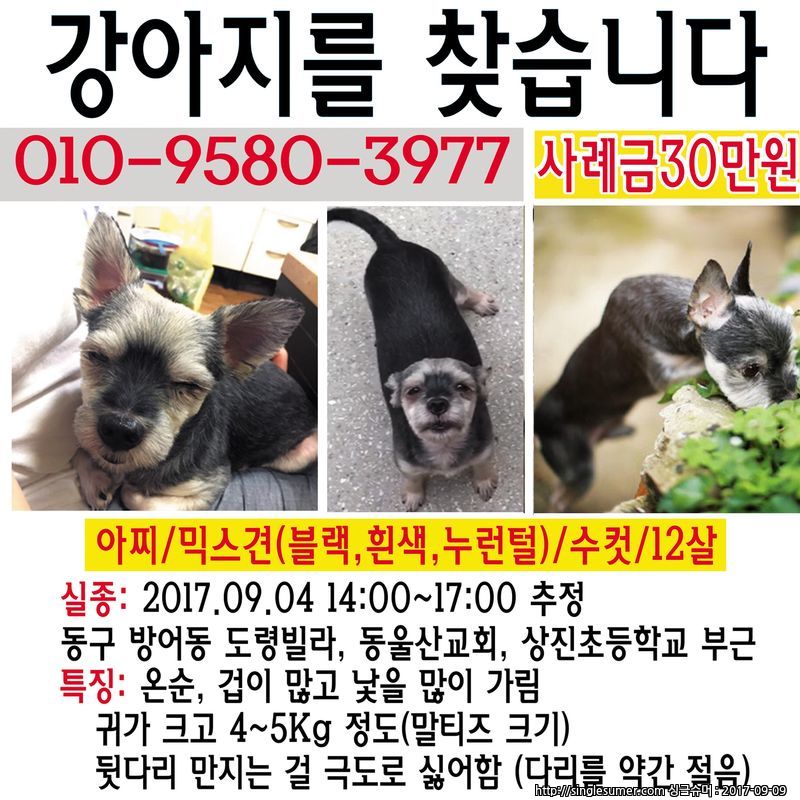 유기견보호센터 강아지보호소 고양이보호소 - 펫찾기 15번째 사진