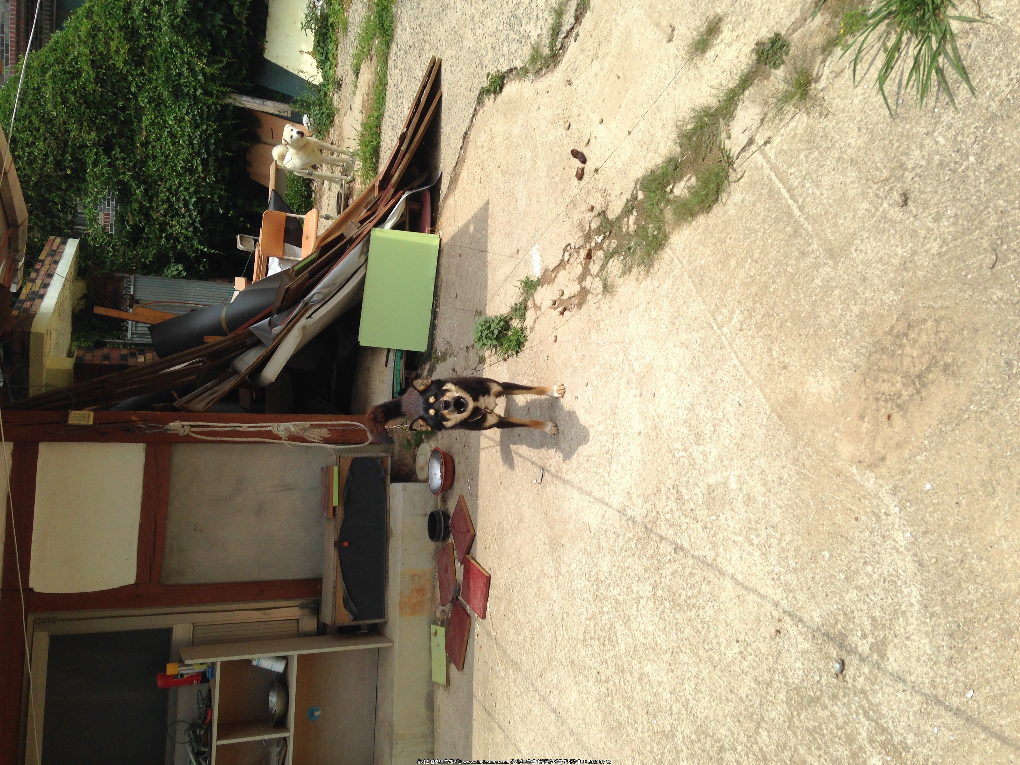 유기견보호센터 강아지보호소 고양이보호소 - 펫찾기 6번째 사진